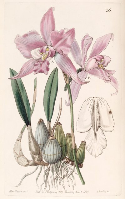 Laelia furfuracea da Miss Drake
